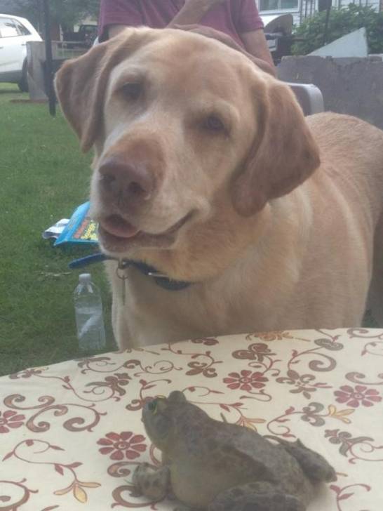 Hunter - Labrador Retriever Mâle (6 ans)