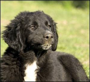Adhran - Labrador Retriever Mâle (9 mois)