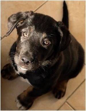 Althar - Labrador Retriever Mâle (9 mois)