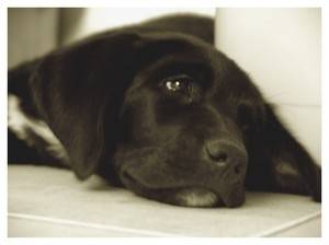 Léna - Labrador Retriever (3 mois)