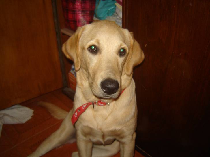 Gala - Labrador Retriever (1 an)