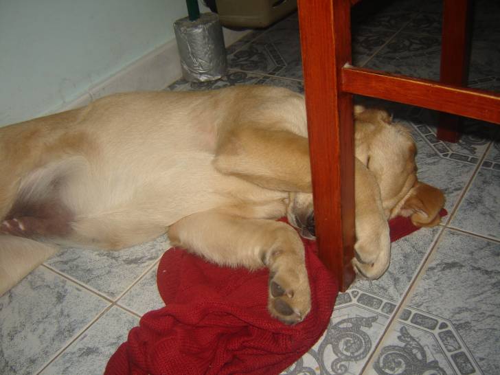 galuchi ? - Labrador Retriever (1 an)
