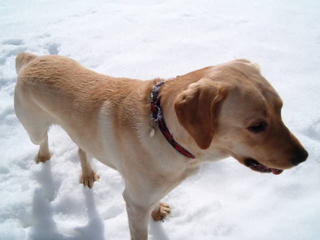 mavrik - Labrador Retriever Mâle (5 ans)