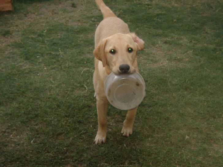 Galu - Labrador Retriever (6 mois)