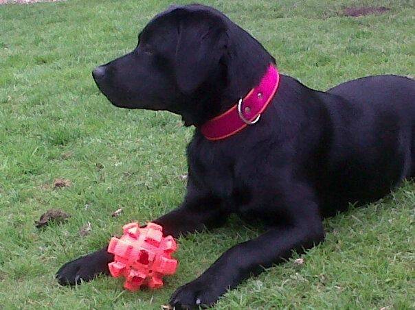 PASHA - Labrador Retriever (7 mois)