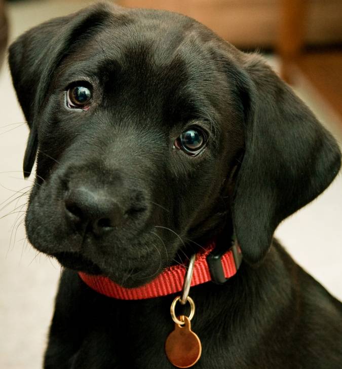 troy - Labrador Retriever Mâle (7 ans)