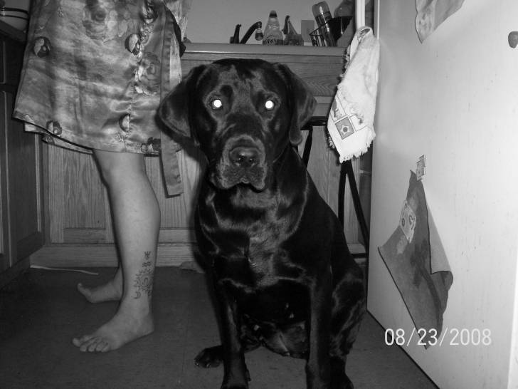 Kyasha - Labrador Retriever (5 ans)