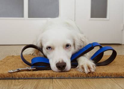 Un Labrador aux yeux bleus avec sa laisse