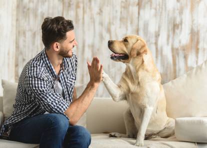 Un maitre et son Labrador font un "High Five"