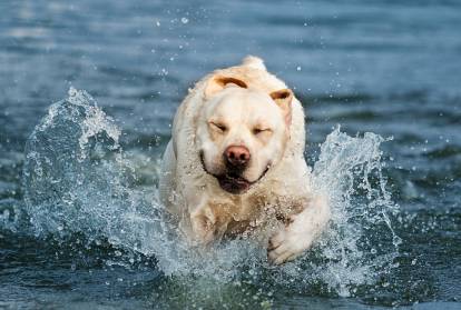 Un Labrador en train de courir dans les vagues