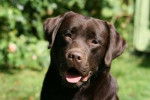 Chocolat - Labrador Retriever Mâle