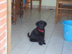 CALINE - Labrador Retriever Femelle (6 mois)