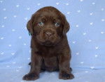 anissa - Labrador Retriever Femelle (3 mois)