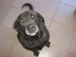 Lia - Labrador Retriever Femelle (10 ans)