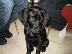 choupi - Labrador Retriever Mâle (4 ans)