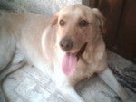 LAISHABRAVOJUAREZ - Labrador Retriever Femelle (1 mois)