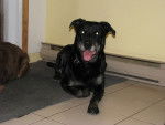 Kelly - Labrador Retriever Femelle (8 mois)