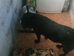 oseris - Labrador Retriever Femelle (10 ans)