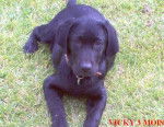 Vicky - Labrador Retriever Femelle (5 ans)