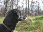 Lola - Labrador Retriever Femelle (12 ans)