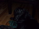 marley3 - Labrador Retriever Femelle (1 an)