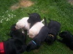 ???? - Labrador Retriever Mâle (1 mois)