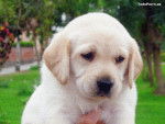 katty - Labrador Retriever Femelle (5 mois)