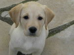 Canelle - Labrador Retriever Femelle (3 mois)