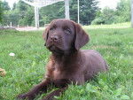 zoé - Labrador Retriever Femelle (3 mois)
