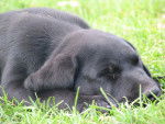 angie - Labrador Retriever Femelle (7 mois)