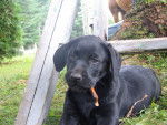 spike - Labrador Retriever Mâle (3 mois)