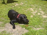 dotty - Labrador Retriever Femelle (2 ans)