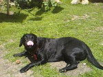 dotty - Labrador Retriever Femelle (2 ans)