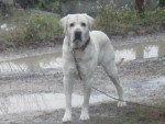 Samsa (L) - Labrador Retriever Mâle (8 ans)