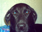 shadow - Labrador Retriever Femelle (3 mois)