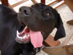 oopi - Labrador Retriever Femelle (2 ans)