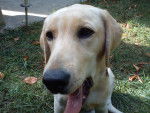 Hunter-Doug - Labrador Retriever Mâle (6 mois)