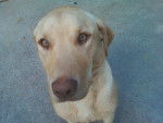 Sage, A Registered Lab - Labrador Retriever Femelle (6 mois)