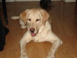 peggy - Labrador Retriever Femelle (11 mois)