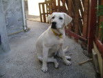 Llola - Labrador Retriever Femelle (6 mois)