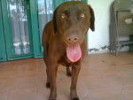 canela - Labrador Retriever Femelle (1 an)