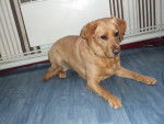 vanille - Labrador Retriever Femelle (3 ans)