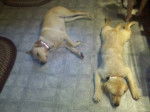 Lily and Tucker - Labrador Retriever Femelle (1 an)