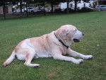Memo - Labrador Retriever Mâle (10 ans)
