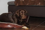 Jules - Labrador Retriever Femelle (9 mois)