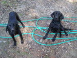 Abbie & Lola - Labrador Retriever Femelle (8 mois)