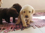cachorros - Labrador Retriever