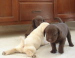 cachorros - Labrador Retriever