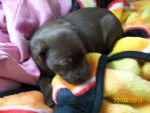 Coco Puff - Labrador Retriever Femelle (2 mois)