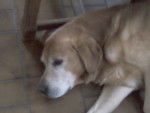 CARLIE - Labrador Retriever Mâle (14 ans)